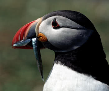 Puffin with sand eels in the beak 